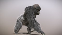 Mountain Gorilla ♂