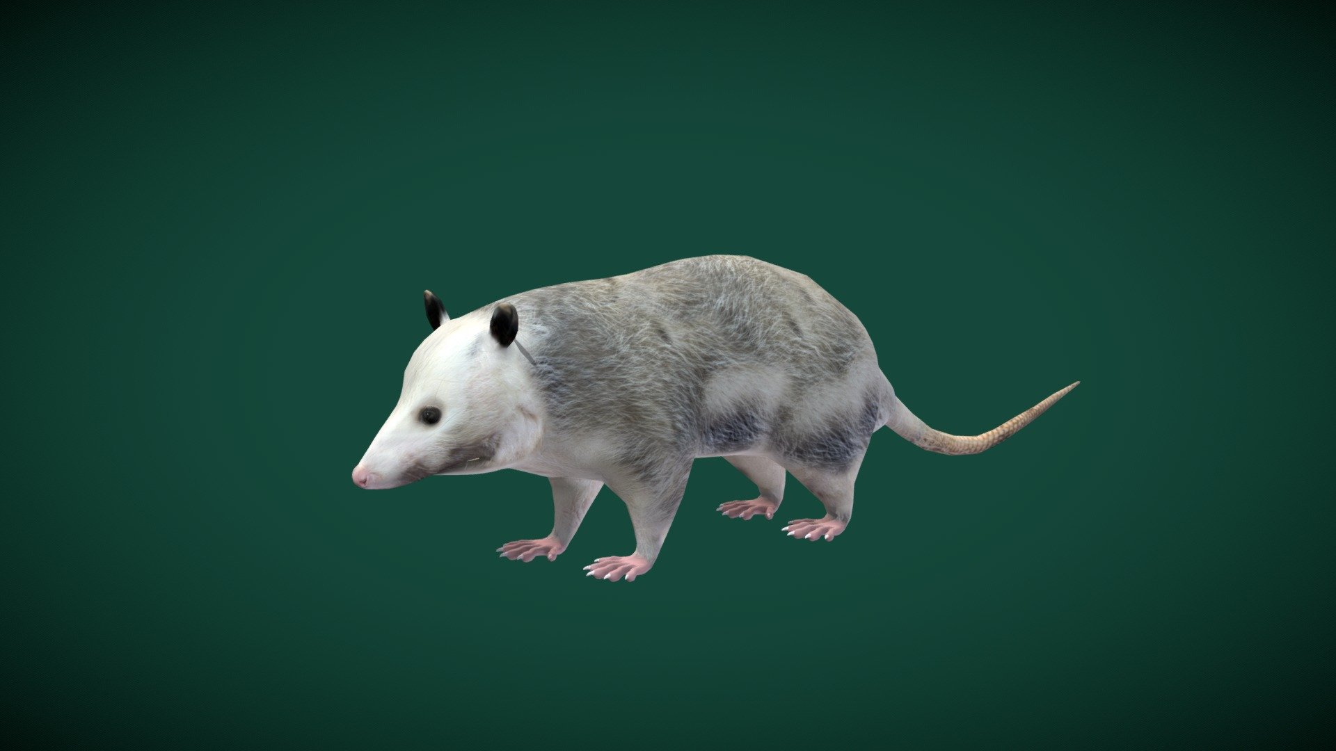 

Opossums (marsupial order Didelphimorphia)  

Didelphidae Animal Mammal ( Animalia )

1 Draw Calls

GameReady 

11 Animations

4K PBR Textures Material

Unreal FBX

Unity FBX  

Blend File 

USDZ File (AR Ready). Real Scale Dimension

Textures Files

GLB File


Gltf File ( Spark AR, Lens Studio(SnapChat) , Effector(Tiktok) , Spline, Play Canvas ) Compatible




Triangles : 8251



Vertices  : 4159

Faces     : 4158

Edges     : 8312

Diffuse , Metallic, Roughness , Normal Map ,Specular Map,AO
Opossums are members of the marsupial order Didelphimorphia endemic to the Americas. The largest order of marsupials in the Western Hemisphere, it comprises 93 species in 18 genera. Wikipedia
Lifespan: Virginia opossum: 4 years, Common_opossum: 2 years
Scientific name: Didelphidae
Domain: Eukaryota
Family: Didelphidae; Gray, 1821
Infraclass: Marsupialia
Kingdom: Animalia