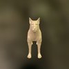 Dog_anatomy_study anatomy, dog, animals