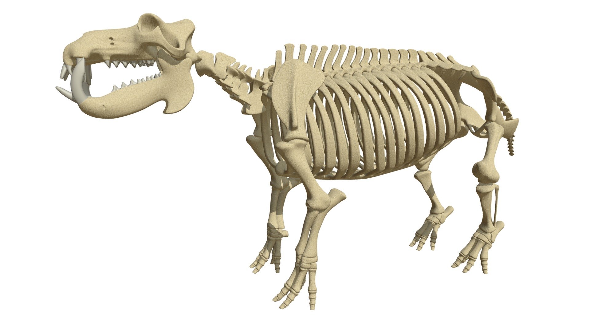 Detailed 3d model of hippopotamus river horse skeleton.
