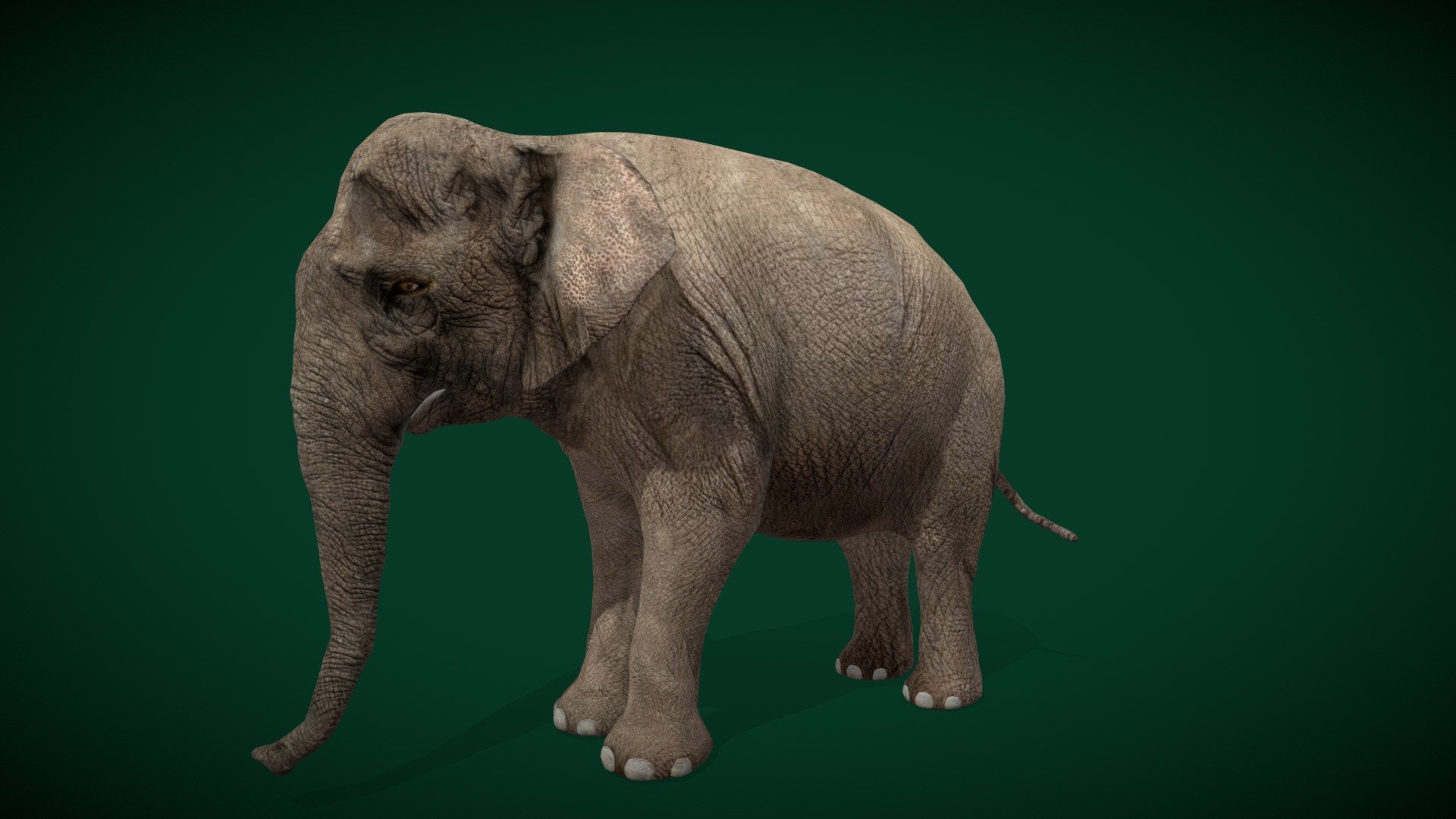 

Asian Elephant Adult Unisex( Asiatic elephant )Buffalo Zoo,Endangered

Elephas maximus Animal Mammal (Indian subcontinent)largest living land animal, Herbivorous

1 Draw Calls

Lowpoly

Game Ready Asset

Subdivision Surface Ready

11- Animations

4K PBR Textures Material

Unreal FBX (Unreal 4,5 Plus)

Unity FBX

Blend File 3.6.5 LTS

USDZ File (AR Ready). Real Scale Dimension (Xcode ,Reality Composer, Keynote Ready)

Textures Files

GLB File (Unreal 5.1 Plus Native Support)


Gltf File ( Spark AR, Lens Studio(SnapChat) , Effector(Tiktok) , Spline, Play Canvas,Omiverse ) Compatible




Triangles -11230  



Faces -6399

Edges -12140

Vertices -5759

Diffuse, Metallic, Roughness , Normal Map ,Specular Map,AO,

The Asian elephant, also known as the Asiatic elephant, is the only living species of the genus Elephas and is distributed throughout the Indian subcontinent and Southeast Asia, from India in the west, Nepal in the north, Sumatra in the south, and to Borneo in the east.