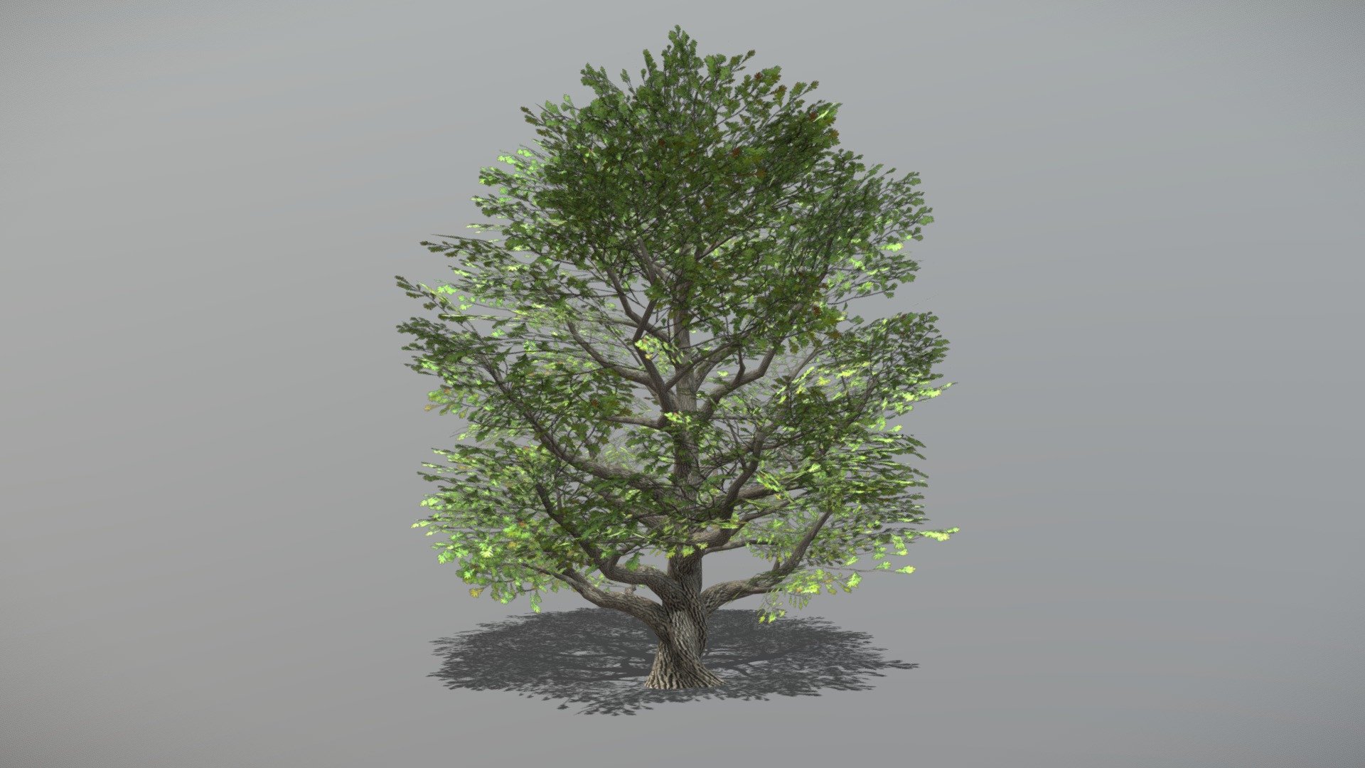 Animated Oak tree + FBX LOD Model

• LOD0 = 6,406 Tris

• LOD1 = 3,203 Tris

• LOD2 = 1,724 Tris
