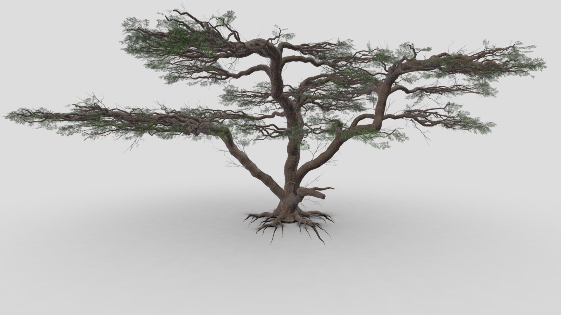 acacia, (genus Acacia), genus of about 160 species of trees and shrubs in the pea family (Fabaceae). Acacias are native to tropical and subtropical regions of the world, particularly Australia (where they are called wattles) and Africa, where they are well-known landmarks on the veld and savanna.