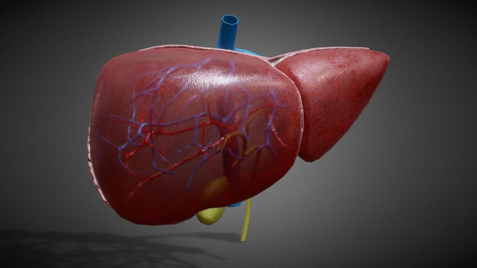 3D Liver Anatomy
Features:




No errors or missing files

High-quality polygonal model

No N-GONS Faces

This model is created in polygon quad &amp; tri with good edge flow, So you can edit and change it according to your requirements

Objects are grouped and named

The scene is well arranged ( layer and group)

Objects, materials, and textures are named

4K Textures



Poly Details:




Units in all formats: centimeters

Polygon: Quad and Tri (Subdivision-ready)

Polys counts: 4271

Vertices counts: 4245



Formats:




3Ds Max 2014 _V-Ray

3Ds Max 2014 _Scanline

Maya 2016_V-Ray

Cinema 4D R20 _Standard

FBX_with Textures

OBJ

PBR TXRs

3Ds



Textures:





Diffuse-Base-Normal-Specular-Reflection-Metallic-AO-Glossines-Roughness-Refraction-Opacity




Liver_mtl  (9.PNG Files) _4096x4096 (4K Textures)



U can find this model for sale on Turbosquid by searching for “3d 1821345”( that’s the closest I can get to giving a link without breaking sketchfab’s ToS)