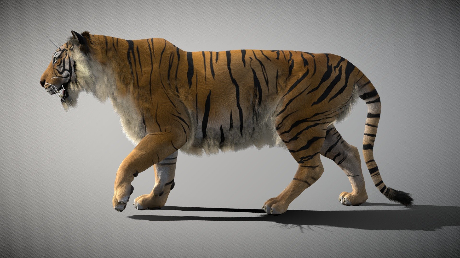 Tiger created in blender, zbrush and substance painter
Textures 4096 * 4096
5 animations: walk cycle, run cycle, roar, leftattack and right attack
original blender file linked

Wiki: The tiger (Panthera tigris) is the largest living cat species and a member of the genus Panthera. It is most recognisable for its dark vertical stripes on orange fur with a white underside. An apex predator, it primarily preys on ungulates such as deer and wild boar. It is territorial and generally a solitary but social predator, requiring large contiguous areas of habitat, which support its requirements for prey and rearing of its offspring. Tiger cubs stay with their mother for about two years, then become independent and leave their mother’s home range to establish their own
