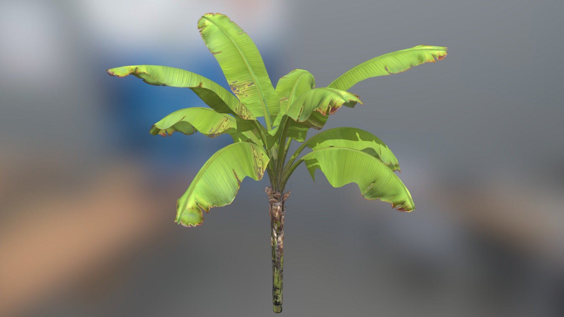 An ideal plant for your scenes with forests or plantations.