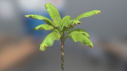 Banana plant green, plant, fruit, forest, plants, flower, brazil, banana