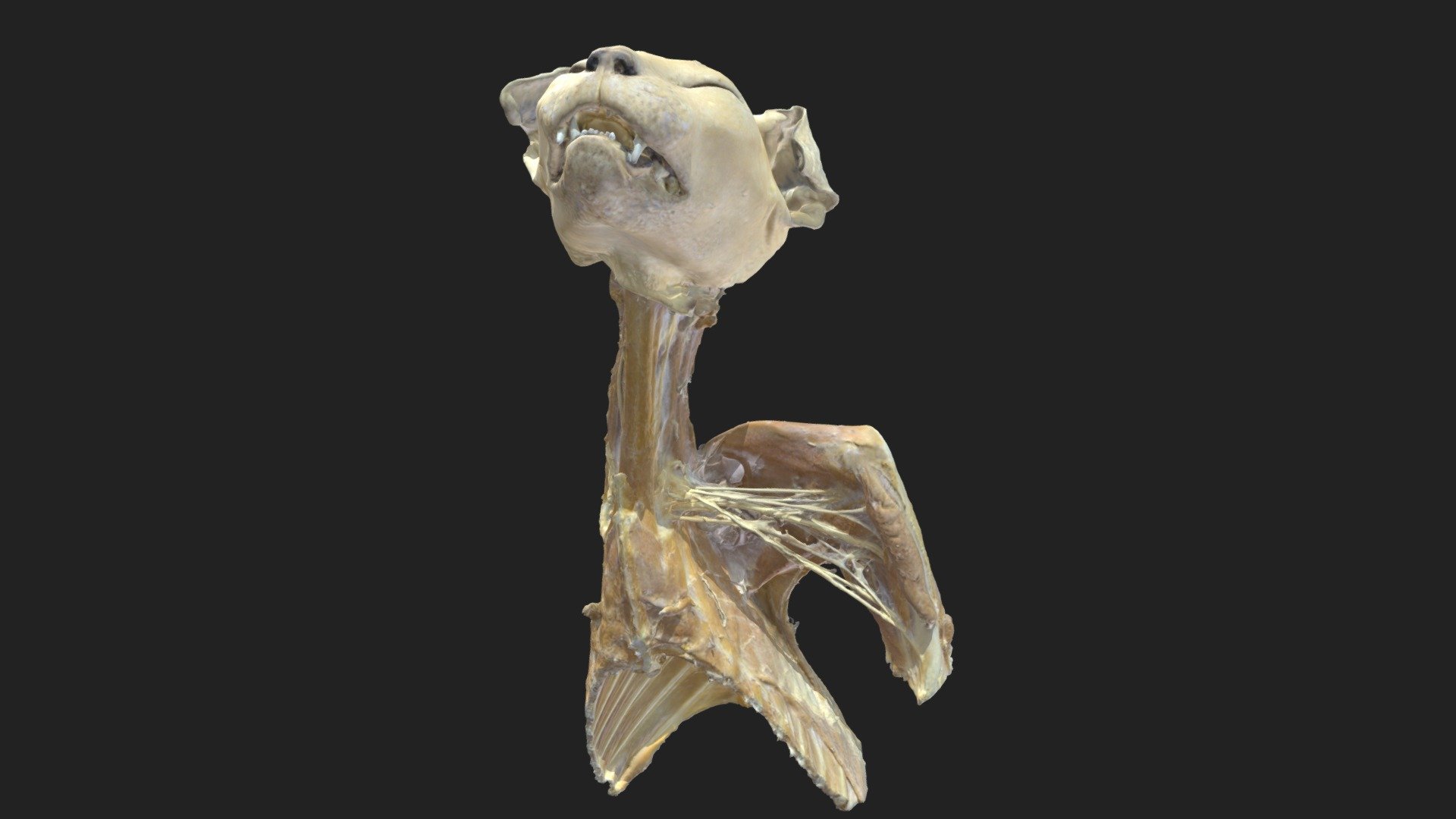 Armgeflecht, Nervengeflecht,  Katze
