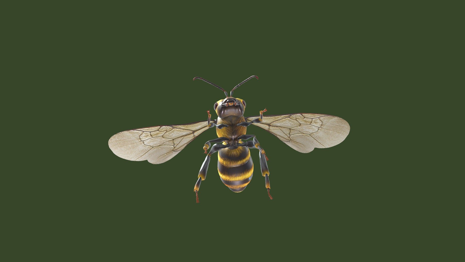 An Animated Bee is taking off, Flying and Landing in a, animated Loop.