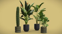 Indoor Plants Pack 47 pot, bird, tropical, cactus, indoor, exotic, silver, potted, ceramic, leaf, cacti, paradise, cigar, fiddle, saguaro, lutea, ficus, lyrata, reginae, strelitzia, dark, interior, calathea