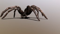 Theraphosa Blondi beast, spider, bug, tarantula, arachnid, giant, blondi, game-ready, massive, goliath, theraphosa, character, 3d, model, creature, animal, animation, free, monster, animated, rigged, goliathbirdeater, birdeater, goliathbirdtarantula, theraphosa-blondi