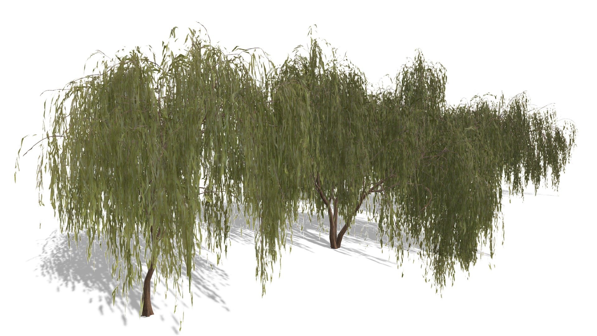 Willow Trees
Realtime ready Willow Trees, setup with PBR textures &amp; clean topology for use in 3d development. 

Check out our Main Collections

More in our Nature Collection