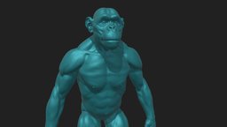 Monkey to print monkey, anatomy, animal, printalble