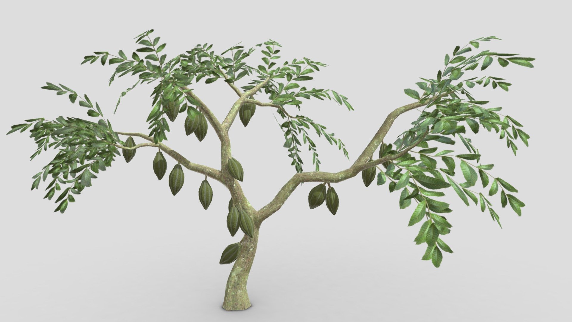 This is a 3D low poly model of a Cacao tree that you can use in your projects.

Info:

Theobroma cacao is a small evergreen tree in the family Malvaceae. Its seeds, cocoa beans, are used to make chocolate liquor, cocoa solids, cocoa butter, and chocolate. Native to the tropics of the Americas, the largest producer of cocoa beans in 2018 was Ivory Coast, at 2.2 million tons.