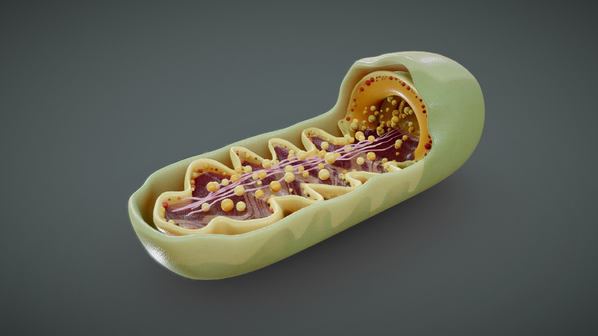 Mitochondria Cross Section Anatomy

A mitochondrion (mitochondria) is an organelle found in the cells of most Eukaryotes, such as animals, plants and fungi. Mitochondria have a double membrane structure and use aerobic respiration to generate adenosine triphosphate, which is used throughout the cell as a source of chemical energy.




Format: FBX, OBJ, MTL, Blender v3.3

Optimized UVs (Non-Overlapping UVs) (Atlas UV).

4k Maps (PBR)

Base Color (Albedo)

Normal Map

AO Map

Metallic Map

Roughness Map

Height Map

Opacity Map

Render scene in Blender

