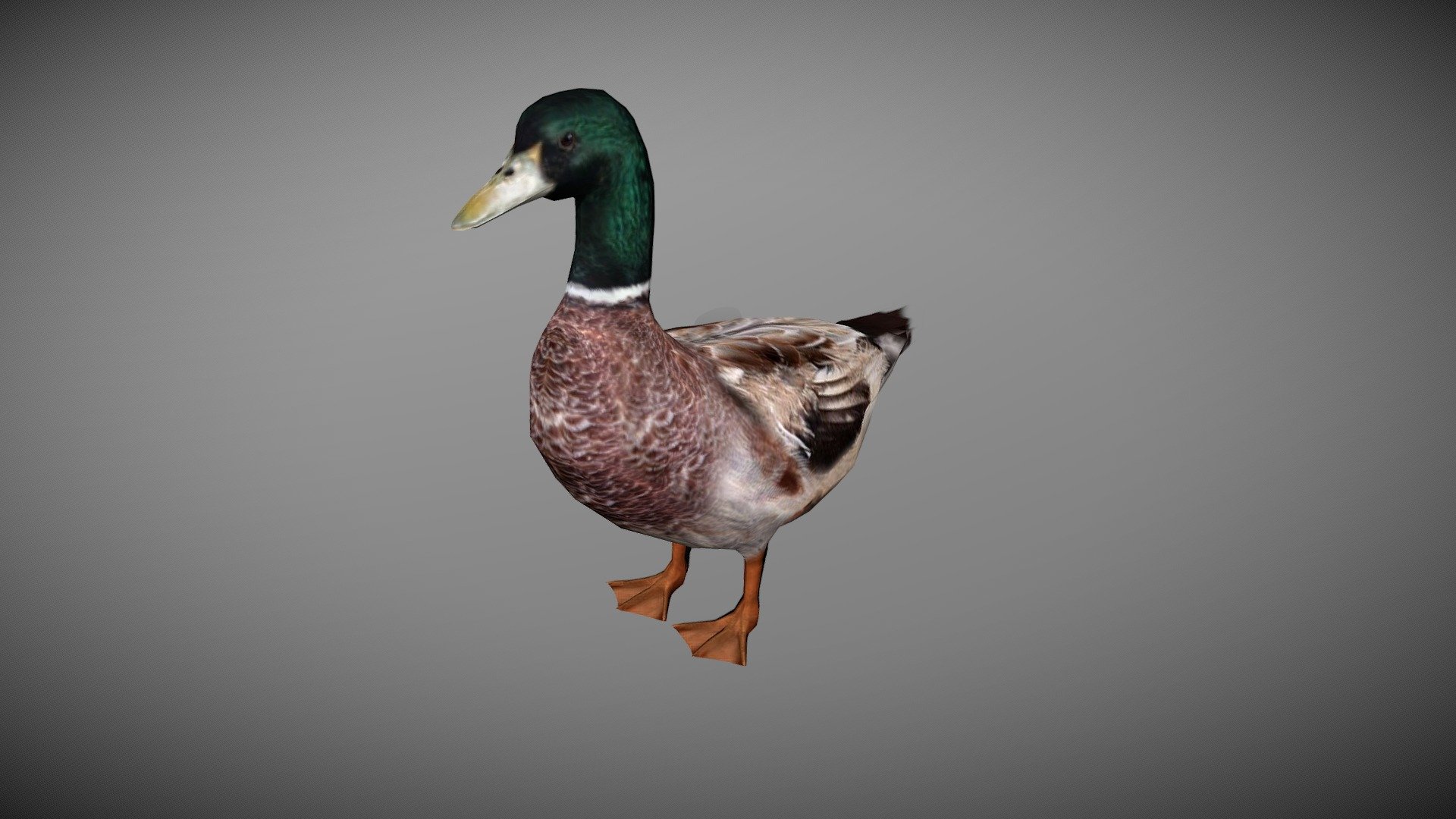 WATCH = https://youtu.be/FWDBqAXRHTg
3D Male Duck Realistic Character


PACKAGE INCLUDE



High quality polygonal model, correctly scaled for an accurate representation of the original object.

Model is built to real-world scale.

Many different format like blender, fbx, obj, iclone, dae

No additional plugin is needed to open the model.

3d print ready in different poses

Separate Loopable Animations

Ready for animation

High Quality materials and textures

Triangles = 1592

Vertices = 837

Edges = 2431

Faces = 1592


ANIMATIONS



Idle

Walk

Eat

+Many different 3d Print Poses


NOTE



GIVE CREDIT BILAL CREATION PRODUCTION

SUBSCRIBE YOUTUBE CHANNEL = https://www.youtube.com/BilalCreation/playlists

FOLLOW OUR STORE = https://sketchfab.com/bilalcreation/models

LIKE AND GIVE FEEDBACK ON THE MODEL


CONTACT US                 =  https://sites.google.com/view/bilalcreation/contact-us

ORDER \ DONATION   =  https://sites.google.com/view/bilalcreation/order