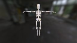 Human Skeleton body, skeleton, bone, skeletal