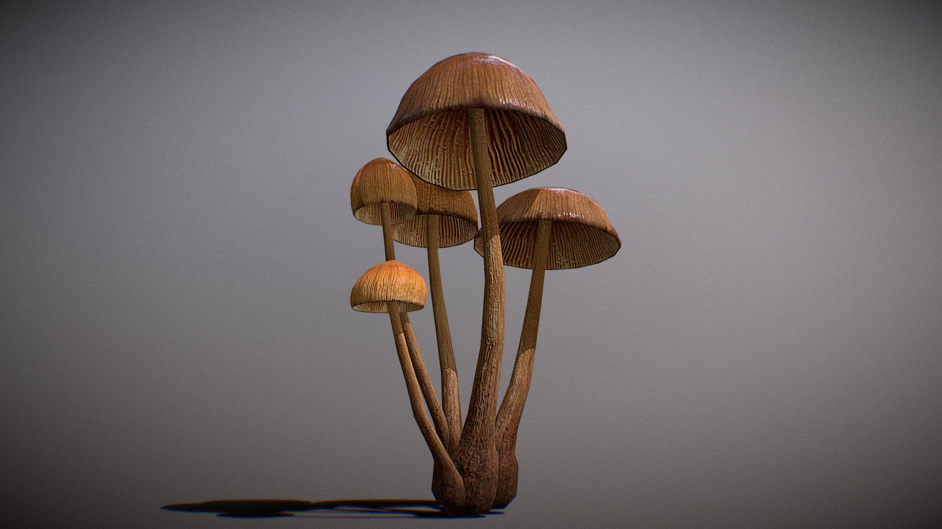 This is an realistic 3D mushroom, this model was made from scratch using real life images as references we used the Galerina vittiformis mushroom as reference to this model, this model is very detailed, we have used 8k textures for this 3d model.

Please do not forget to credit us for using this 3D model