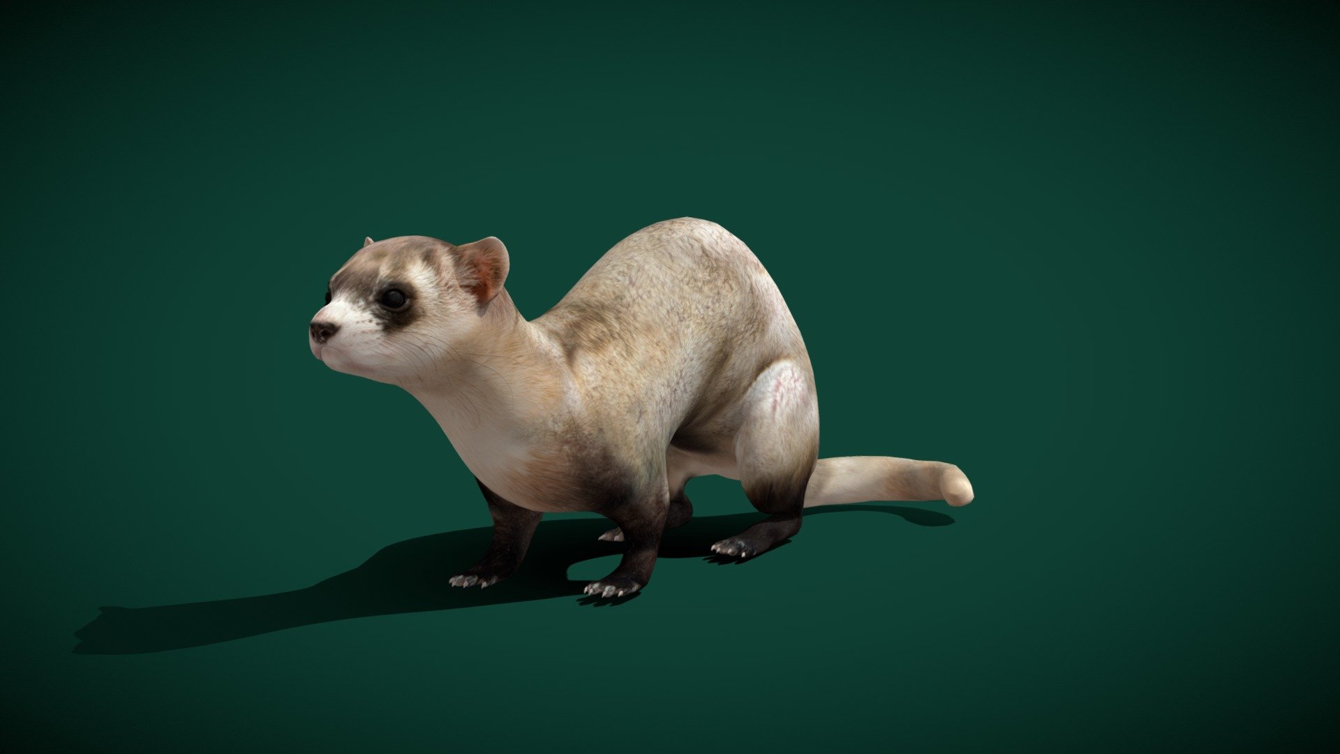 4KPBR
1 Draw Call
Animated 
The black-footed ferret, also known as the American polecat or prairie dog hunter, is a species of mustelid native to central North America. The black-footed ferret is roughly the size of a mink and is similar in appearance to the European polecat and the Asian steppe polecat. Wikipedia
Conservation status: Endangered (Population increasing) Encyclopedia of Life
Scientific name: Mustela nigripes
Trophic level: Carnivorous Encyclopedia of Life
Mass: 910 g (Adult) Encyclopedia of Life
Domain: Eukaryota
Family: Mustelidae
Kingdom: Animalia