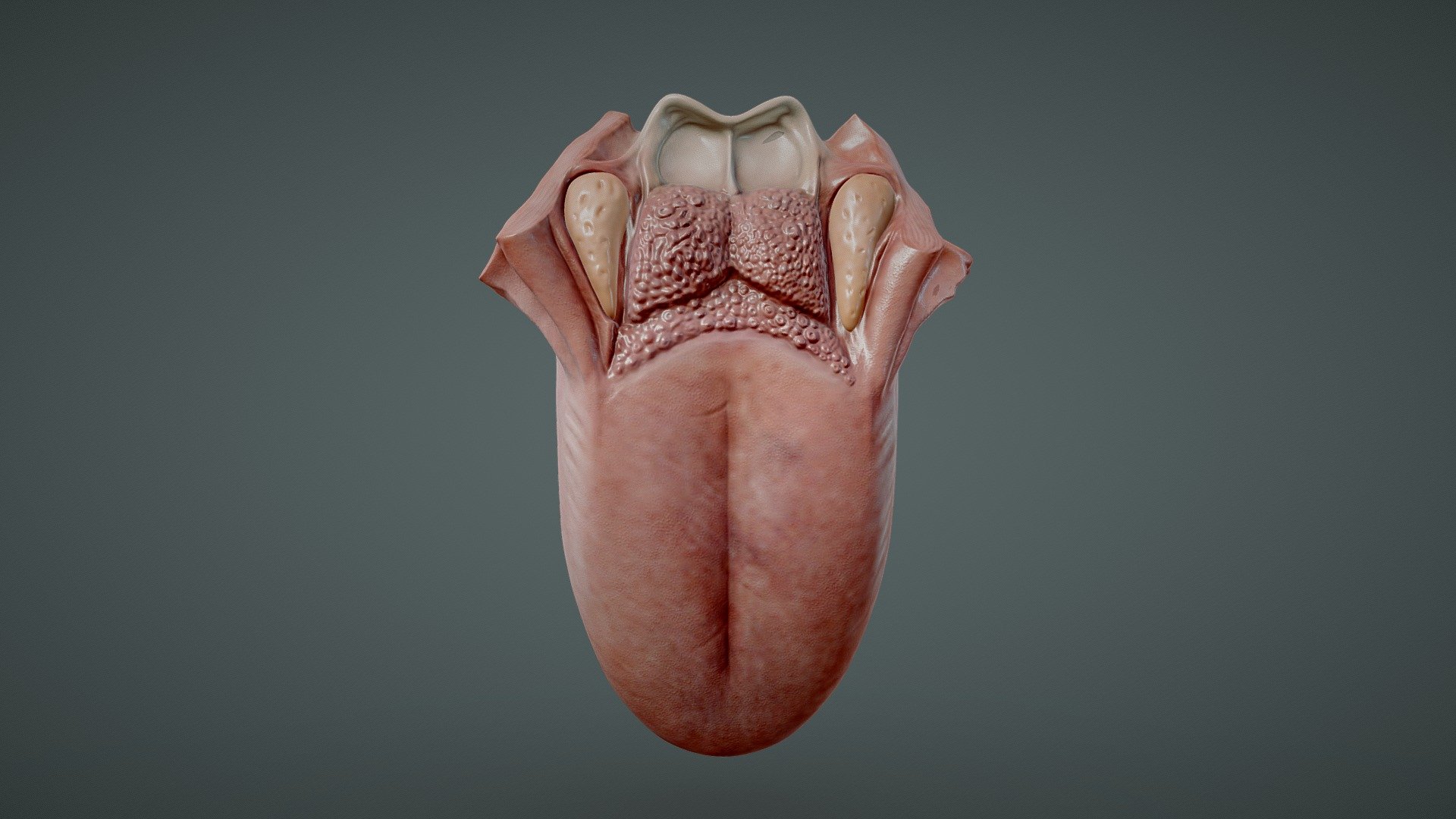 Tongue Anatomy

The tongue is a muscular organ in the mouth of a typical tetrapod. It manipulates food for mastication and swallowing as part of the digestive process, and is the primary organ of taste. The tongue's upper surface is covered by taste buds housed in numerous lingual papillae. It is sensitive and kept moist by saliva and is richly supplied with nerves and blood vessels.




Format: FBX, OBJ, MTL, Blender v3.4

Optimized UVs (Non-Overlapping UVs)

4k Maps (PBR)

Base Color (Albedo)

Normal Map

AO Map

Metallic Map

Roughness Map

Height Map

Render scene in Blender
