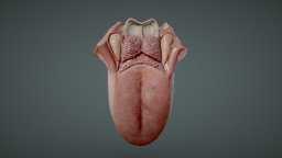 Tongue Anatomy (Dorsum of tongue) cross, anatomy, biology, section, muscle, tongue, study, learning, arch, vr, fold, groove, fbx, science, educational, terminal, cecum, sulcus, histology, lingual, tonsil, epiglottis, cross_section, education-teaching, blender, pbr, lowpoly, medical, human, highpoly, medical-education, foramen, papillae, fungiform, filiform, dorsum, noai, vallecula, vallate, foliate, midline, palatopharyngeal
