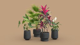 Indoor Plants Pack 44 pot, tropical, palm, indoor, exotic, potted, peace, lily, palmtree, terracotta, spathiphyllum, cordyline, livistona, dark, plastic, interior, chinensis, alocasia, zebrina, fructicosa