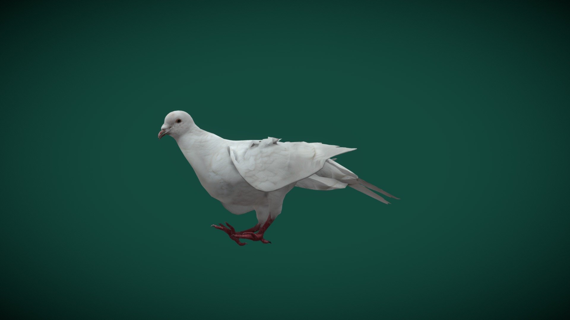 Better with smooth corrective Turn on\n\n\n\n\nWhite Dove ( Columbidae Birds )Dove And Pigeon\n\nStout-Bodied Birds  Animal   (Squab,Squeaker) animalia\n\n1 Draw Calls\n\nLowpoly\n\nGameReady\n\n9 Animations 4K PBR Textures Material\n\nUnreal FBX (Unreal 4,5 Plus)\n\nUnity FBX  \n\nBlend File \n\nUSDZ File (AR Ready). Real Scale Dimension\n\nTextures Files\n\nGLB File (Unreal 5.1  Plus Native Support)\n\nGltf File ( Spark AR, Lens Studio(SnapChat) , Effector(Tiktok) , Spline, Play Canvas ) Compatible\n\nTriangles : 10306\n\nVertices  : 5261\n\nFaces     : 5314\n\nEdges     : 10578\n Diffuse, Metallic, Roughness , Normal Map ,Specular Map,AO\n\nColumbidae is a bird family consisting of doves and pigeons. It is the only family in the order Columbiformes. These are stout-bodied birds with short necks and short slender bills that in some species feature fleshy ceres. They primarily feed on seeds, fruits, and plants.\n Columbidae\n