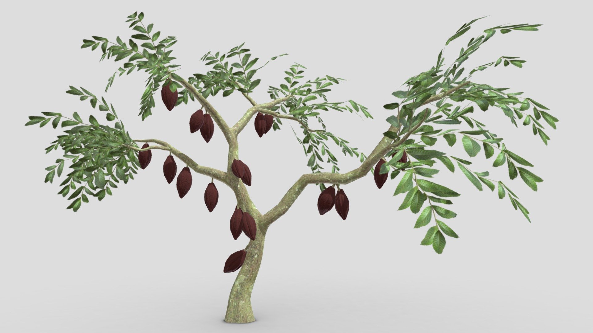 This is a 3D low poly model of a Cacao tree that you can use in your projects.

Info:

Theobroma cacao is a small evergreen tree in the family Malvaceae. Its seeds, cocoa beans, are used to make chocolate liquor, cocoa solids, cocoa butter, and chocolate. Native to the tropics of the Americas, the largest producer of cocoa beans in 2018 was Ivory Coast, at 2.2 million tons.