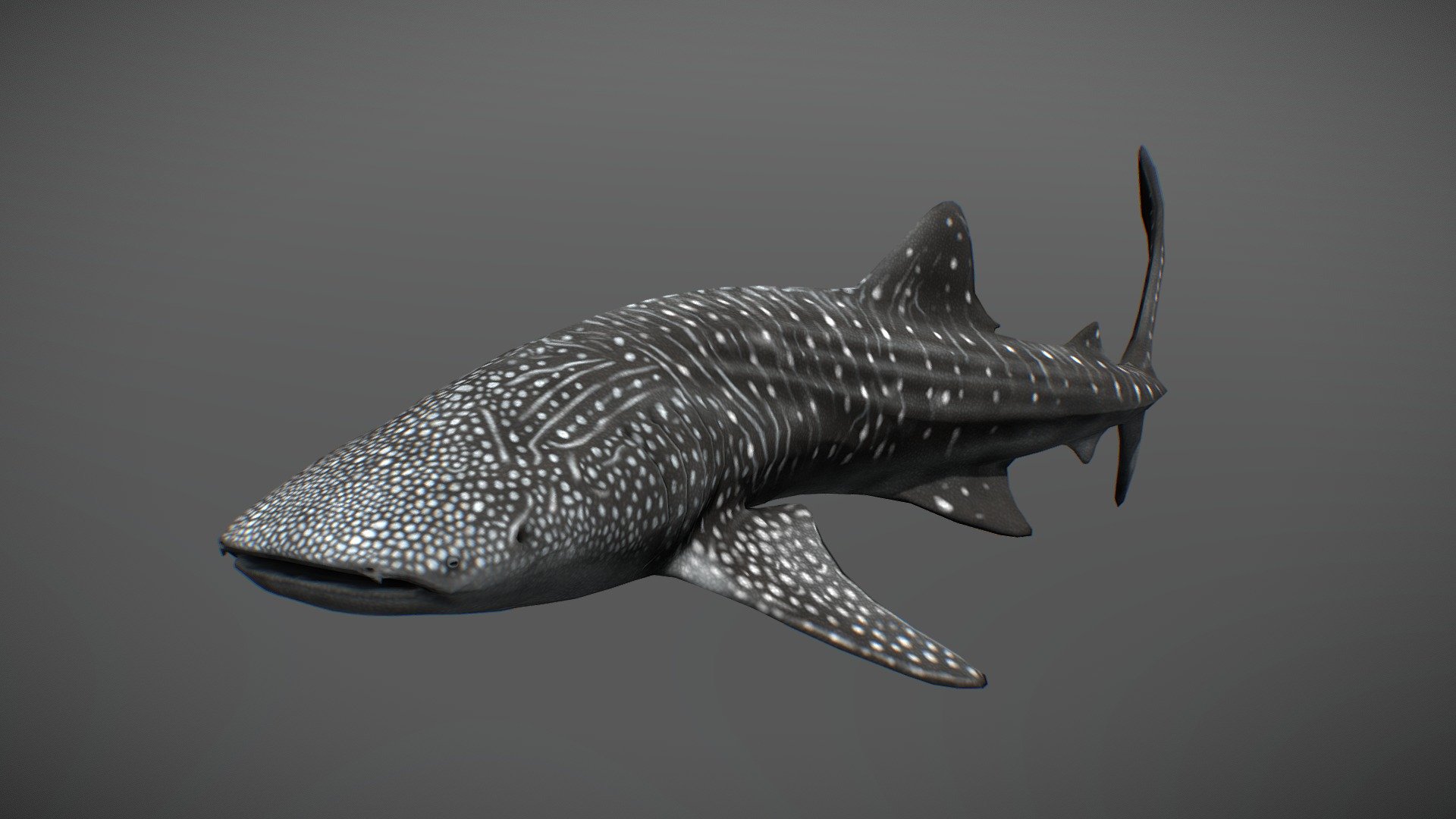 Low poly semi-realistic Whale shark

This model is a commissioned piece and will not be made publicly available.