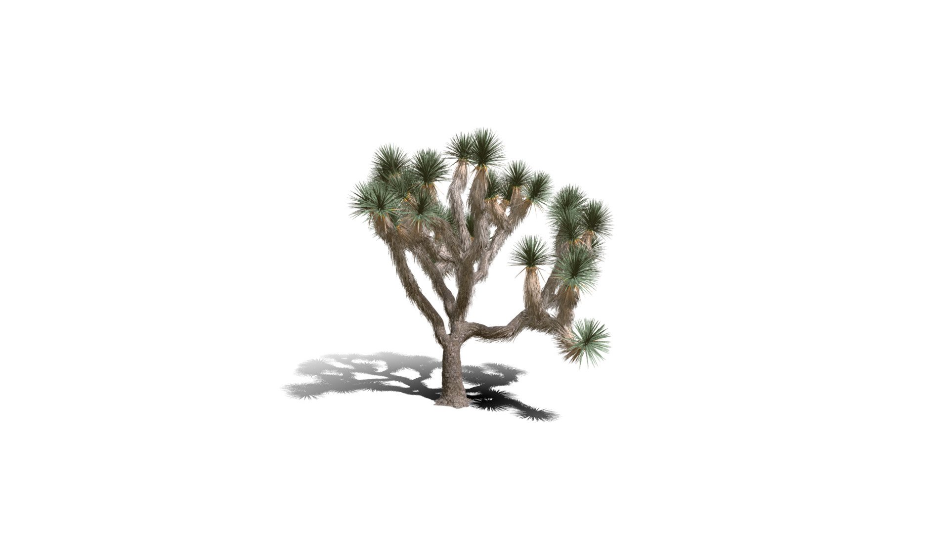 Model specs:





Species Latin name: Yucca brevifolia




Species Common name: Joshua tree




Preset name: Short no flower mat 100




Maturity stage: Old




Health stage: Thriving




Season stage: Spring




Leaves count: 27047




Height: 4.5 meters




LODs included: Yes




Mesh type: static




Vertex colors: (R) Material blending, (A) Ambient occlusion



Better used for Hi Poly workflows!

Species description:





Region: North America




Biomes: Desert,Scrubland




Climatic Zones: Mediterranean,Subtropical,Tropical




Plant type: Succulent



This PlantCatalog mesh was exported at 40% of its maximum mesh resolution. With the full PlantCatalog, customize hundreds of procedural models + apply wind animations + convert to native shaders and a lot more: https://info.e-onsoftware.com/plantcatalog/