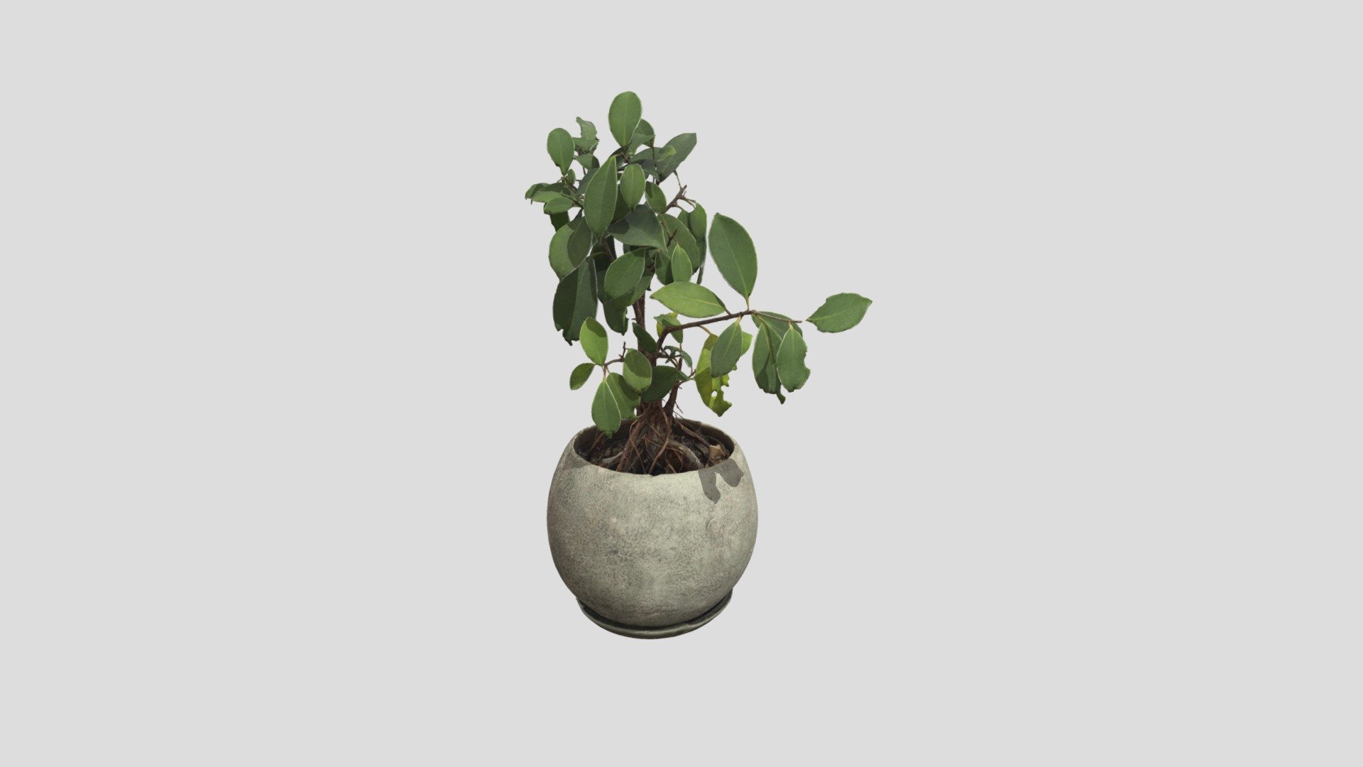 3D model of a planted tree.
Created by photogrammetry.