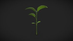 Treesapling plant, sapling