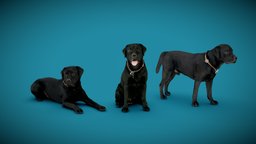 DOGs Three Pack A - 2of2 - Labrador anatomy, archviz, dog, exterior, animals, photorealistic, pack, bundle, dogs, labrador, low-poly-model, offer, 3dprint, photogrammetry, 3dscan, animal, interior, offer-price