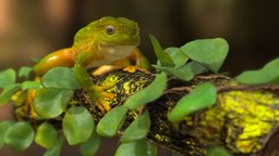 Frog frog, nature, zbrush-sculpt, pbr-texturing, substancepainter, substance, low-poly, 3dsmax, pbr, zbrush, animal, leaves