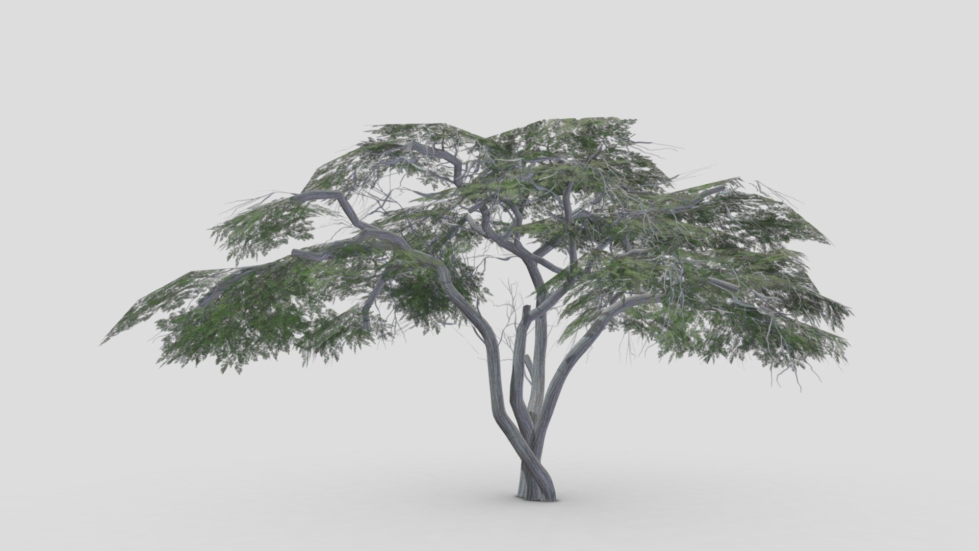 I tried to work on Acacia Tree 3D model. So after a long time I made this 3D low poly model of Acacia Tree.