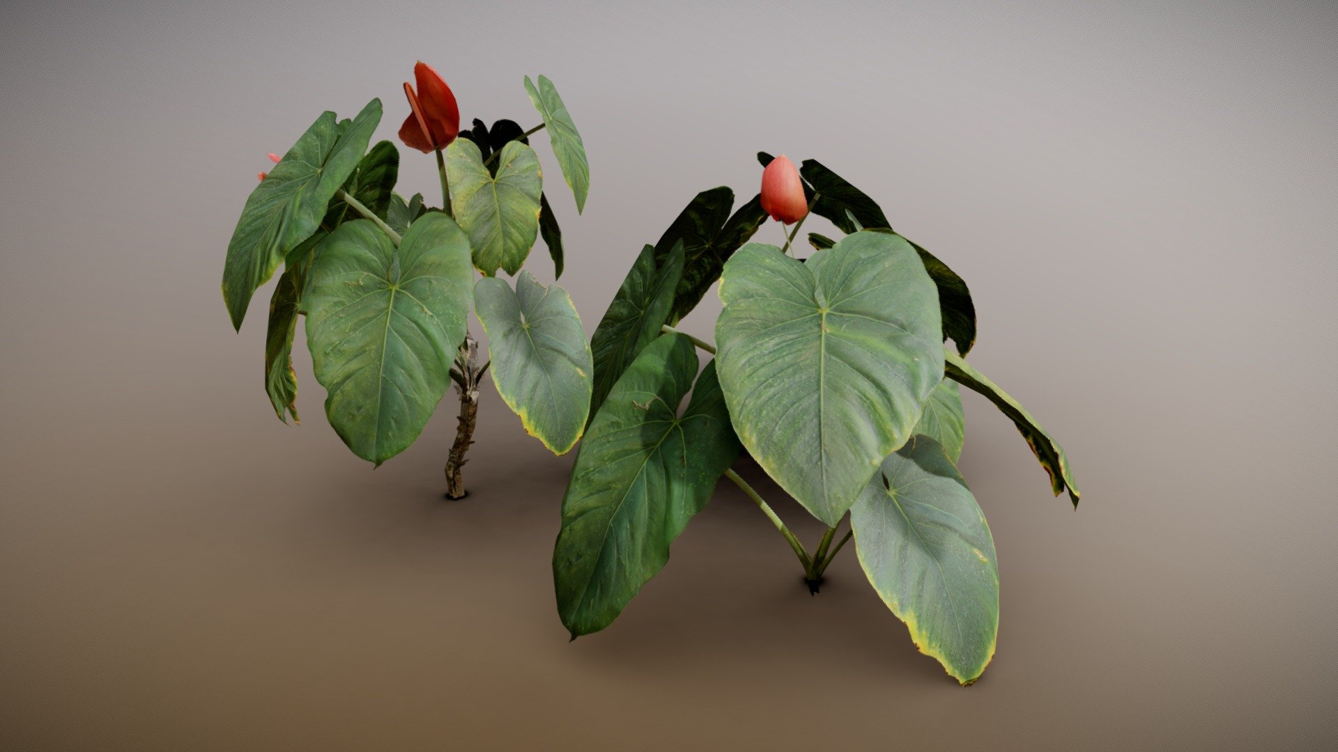 Details

Low poly Asset

4 Variations

Game Ready

Textures are 4K resolution

LODs included

Maps Sample: https://imgur.com/7mlFNgR

New Sample Project: https://www.artstation.com/artwork/3omgWg

Note: Wet leaves are just for presentation