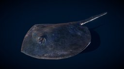 Short_tail_stingray fish, stingray, stingray-fish, chordata, animalia, lowpoly, animation, myliobatoidei, short-tail