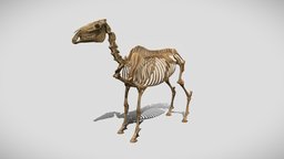 Horse Skeleton skeleton, anatomy, anatomy-skeletons, horse