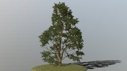 Oak Tree trees, tree, plant, landscape, forest, terrain, european, oak, environments, landscapes, terrains, environment