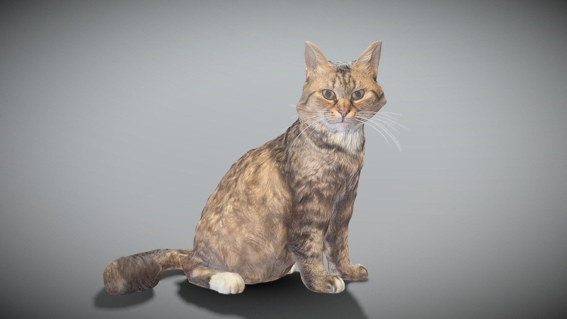 This is a true sized and highly detailed model of a young charming fluffy cat. It will add life and coziness to any architectural visualisation of houses, playgrounds, parques, urban landscapes, etc.

The product is ready both for immediate use in architectural visualisations, or further render and detailed sculpting in Zbrush.

Technical specifications:




digital double 3d scan model

150k &amp; 30k triangles | double triangulated

high-poly model (.ztl tool with 4-5 subdivisions) clean and retopologized automatically via ZRemesher

sufficiently clean

PBR textures 8K resolution: Diffuse, Normal, Specular maps

non-overlapping UV map

no extra plugins are required for this model

Download package includes a Cinema 4D project file with Redshift shader, OBJ, FBX, STL files, which are applicable for 3ds Max, Maya, Unreal Engine, Unity, Blender, etc. All the textures you will find in the “Tex” folder, included into the main archive.

3D EVERYTHING

Stand with Ukraine!