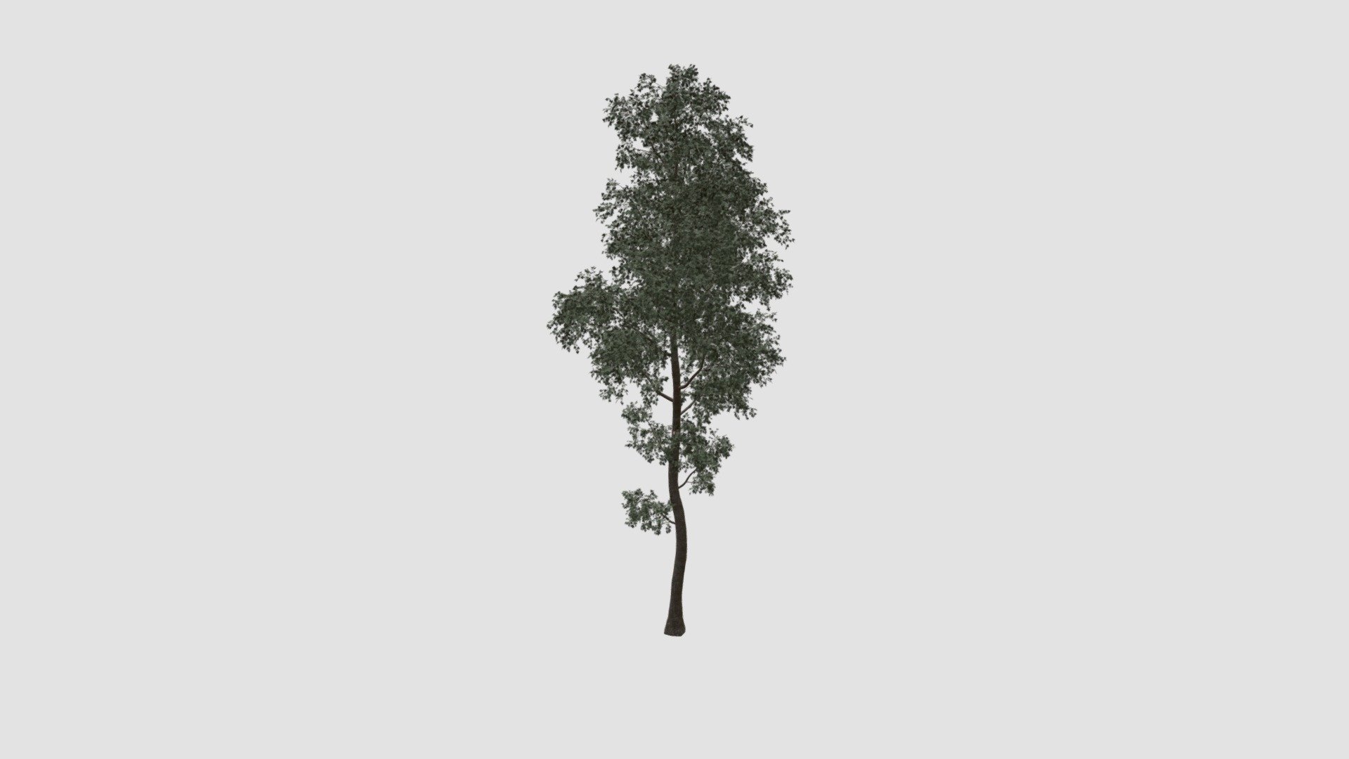 Highly detailed 3d model of tree with all textures, shaders and materials. It is ready to use, just put it into your scene.