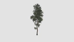 tree tree, plant, key, 25, am117
