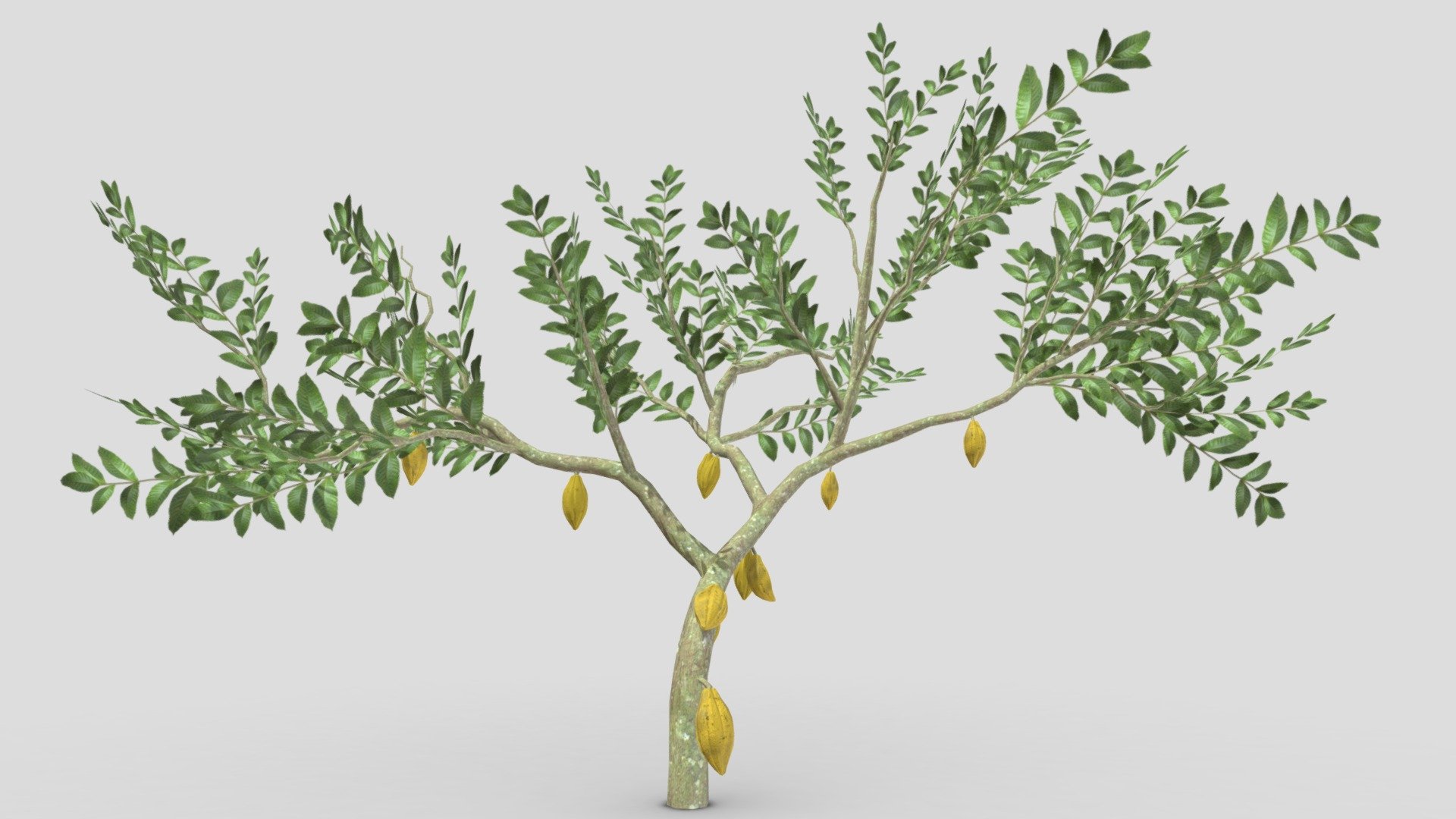 This is a 3D low poly model of a Cacao tree that you can use in your projects.

Info:

Theobroma cacao is a small evergreen tree in the family Malvaceae. Its seeds, cocoa beans, are used to make chocolate liquor, cocoa solids, cocoa butter, and chocolate. Native to the tropics of the Americas, the largest producer of cocoa beans in 2018 was Ivory Coast, at 2.2 million tons.
