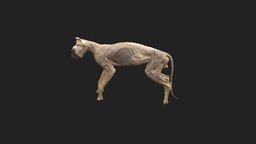 standing cat cat, katze, veterinary_anatomy, superficial_muscels, preparation_cat, katzenpraparat, katze_stehend, katze_vollstandig