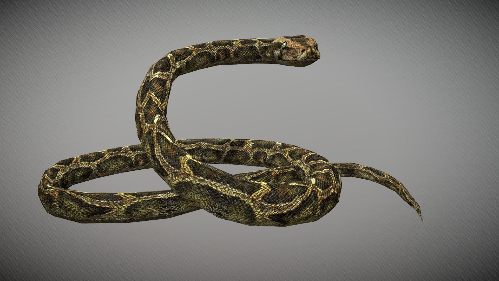 WATCH =
3D Anaconda Python Realistic Character


PACKAGE INCLUDE



High quality model, correctly scaled for an accurate representation of the original object

High Detailed Photorealistic Anaconda, completely UVmapped and smoothable

Model is built to real-world scale.

Many different format like blender, fbx, obj, iclone, dae

Separate Loopable Animations

Ready for animation

High Quality materials and textures

Triangles = 4252

Vertices = 2295

Edges = 6498

Faces = 4252


ANIMATIONS



Idle

Crowl

Crowl Fast

Swim

Attack

Defense

terrified

+Many different 3d Print Poses


NOTE



GIVE CREDIT BILAL CREATION PRODUCTION

SUBSCRIBE YOUTUBE CHANNEL = https://www.youtube.com/BilalCreation/playlists

FOLLOW OUR STORE = https://sketchfab.com/bilalcreation/models

LIKE AND GIVE FEEDBACK ON THE MODEL


CONTACT US                 =  https://sites.google.com/view/bilalcreation/contact-us

ORDER \ DONATION   =  https://sites.google.com/view/bilalcreation/order