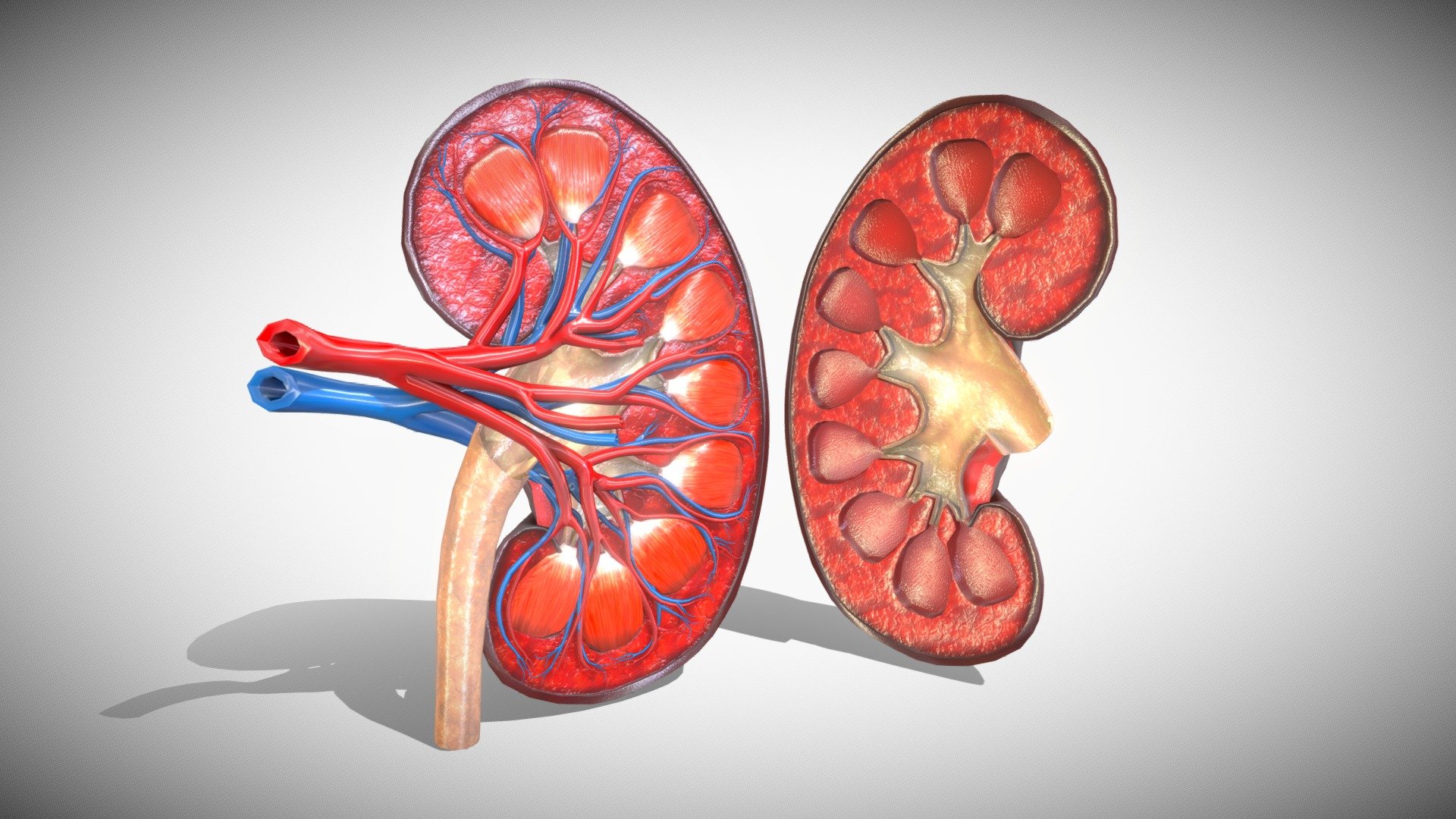 Kidney Anatomy 3D




No errors or missing files

High-quality polygonal model, correctly scaled for an accurate representation of the original object.

Models resolutions are optimized for polygon efficiency.

No N-GONS Faces

This model is created in polygon quad &amp; tri with good edge flow,

Model is fully textured with all materials applied.

No cleaning up necessary, just drop your models into the scene and start rendering.

PBR textures &amp; Specular Workflow are included.

All colors can be easily modified.

Objects are grouped and named

Hi-res Textures to 8k

Objects, materials, and textures are named.

No special plugin needed to open scene.

Poly Details:

Poly counts: 32 , 384 Vertices counts: 32 , 514

Dimensions:


Units: cm
Human Kidney ( 9x4x11 )

Textures Formats:

(8) Kidney_mtl*** 8192x8192 *** PNG