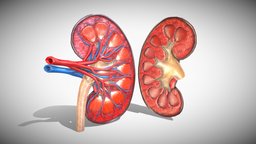 Kidney Anatomy 3D organ, cross, anatomy, time, biology, capsule, vray, section, parts, x, with, printed, obj, vr, ar, cut, organs, bio, fbx, real, anatomical, health, v-ray, internal, rental, kidney, physiology, calyx, veins, function, scanline, medulla, maya, 3d, pbr, model, 3ds, medical, human, c4d