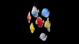Discus Schooling fish, red, discus, pigeon, tropical, ocean, aquarium, passion, loop, freshwater, checkerboard, animation, sea