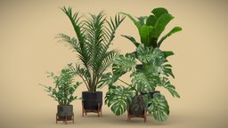 Indoor Plants Pack 48 pot, stand, tropical, palm, indoor, exotic, potted, banana, ceramic, metal, palmtree, howea, forsteriana, monstera, strelitzia, wood, dark, interior, swisscheese, deliciosa, zamioculcas, zamiifolia, zzplant