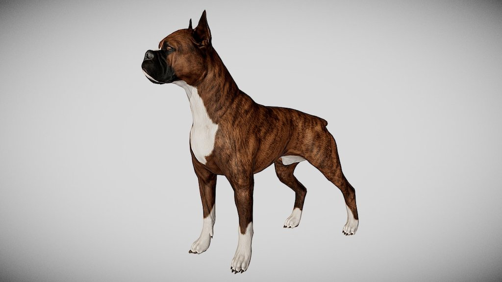 This model is optimized for the next-gen real time engines such as Unreal Engine or Unity, however it may be used with other renderers (i.e. mental ray, v-ray, etc). Fully textured, it has clean and efficient edge flow, following the anatomy of the dog. This model can be purchased HERE